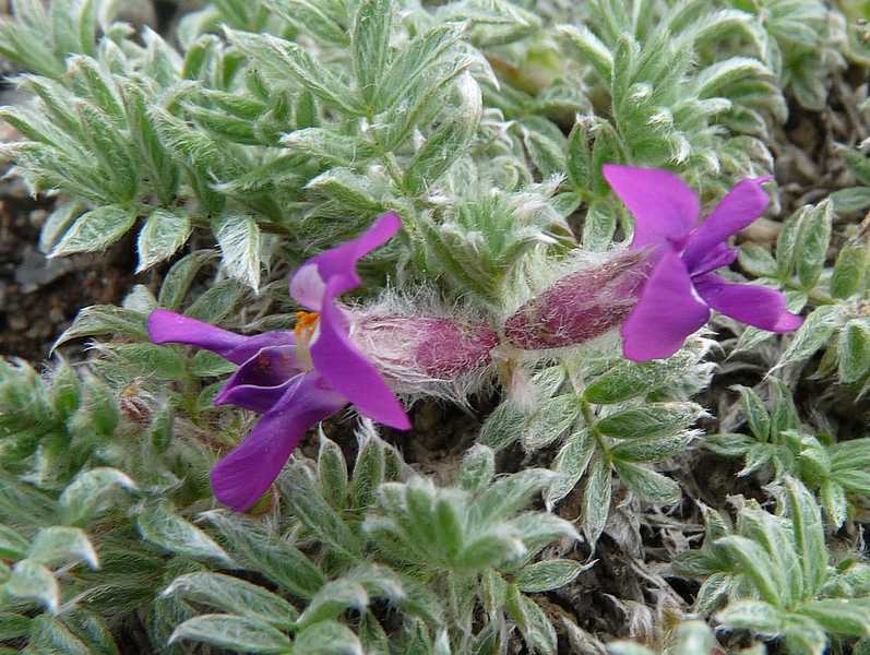 Image of Oxytropis pumilio specimen.