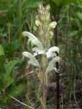 Pedicularis venusta