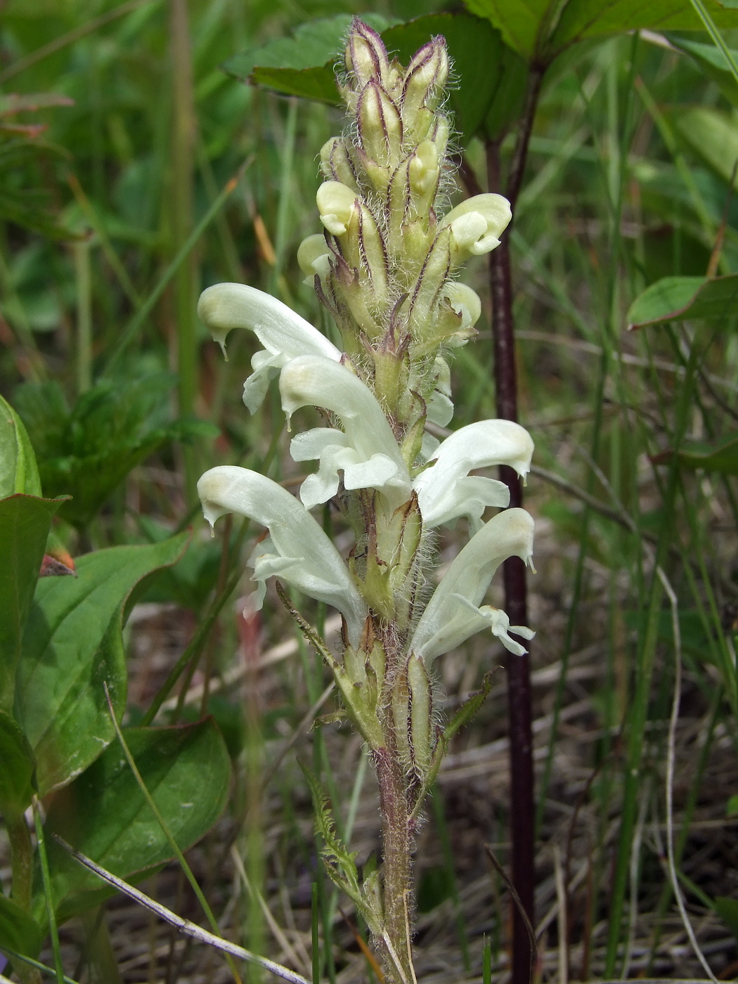 Image of Pedicularis venusta specimen.