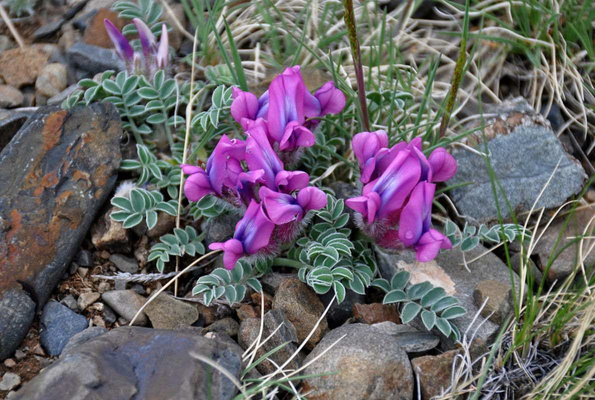 Изображение особи Oxytropis intermedia.