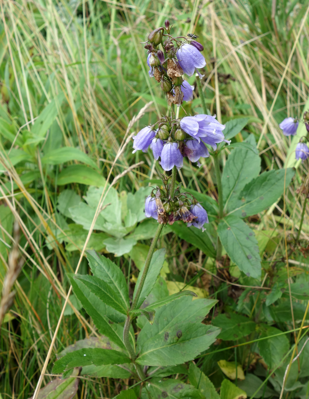 Изображение особи Adenophora triphylla.