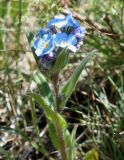 genus Myosotis. Верхушка цветущего растения. Кыргызстан, Иссык-Кульская обл., Григорьевское ущелье, разнотравный луг. 31.05.2019.