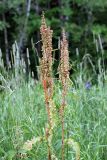 Rumex crispus