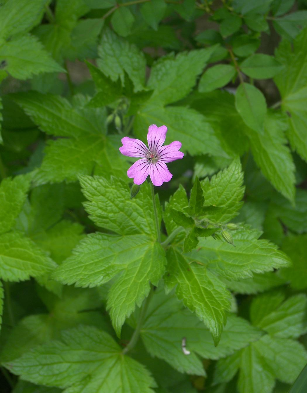 Image of Geranium gracile specimen.