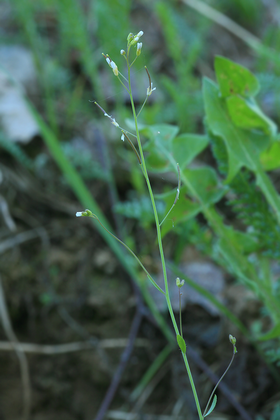 Изображение особи Arabidopsis thaliana.