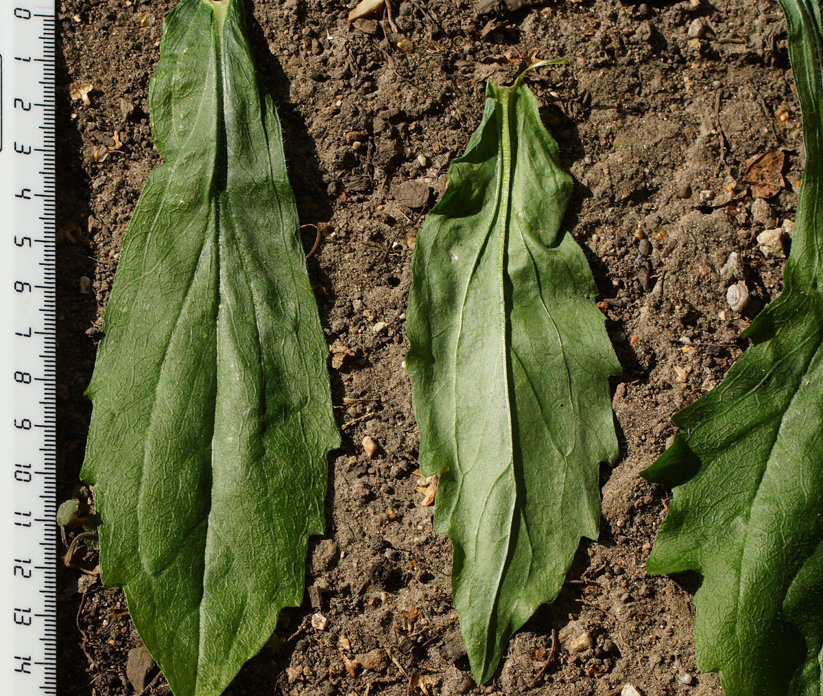 Image of Erigeron annuus specimen.