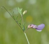 Vicia peregrina