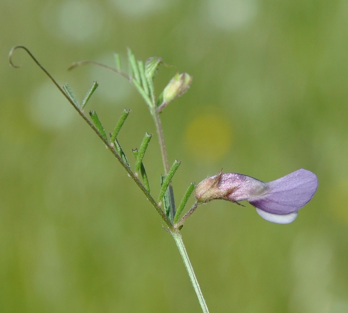 Изображение особи Vicia peregrina.