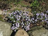 Rhododendron rupicola