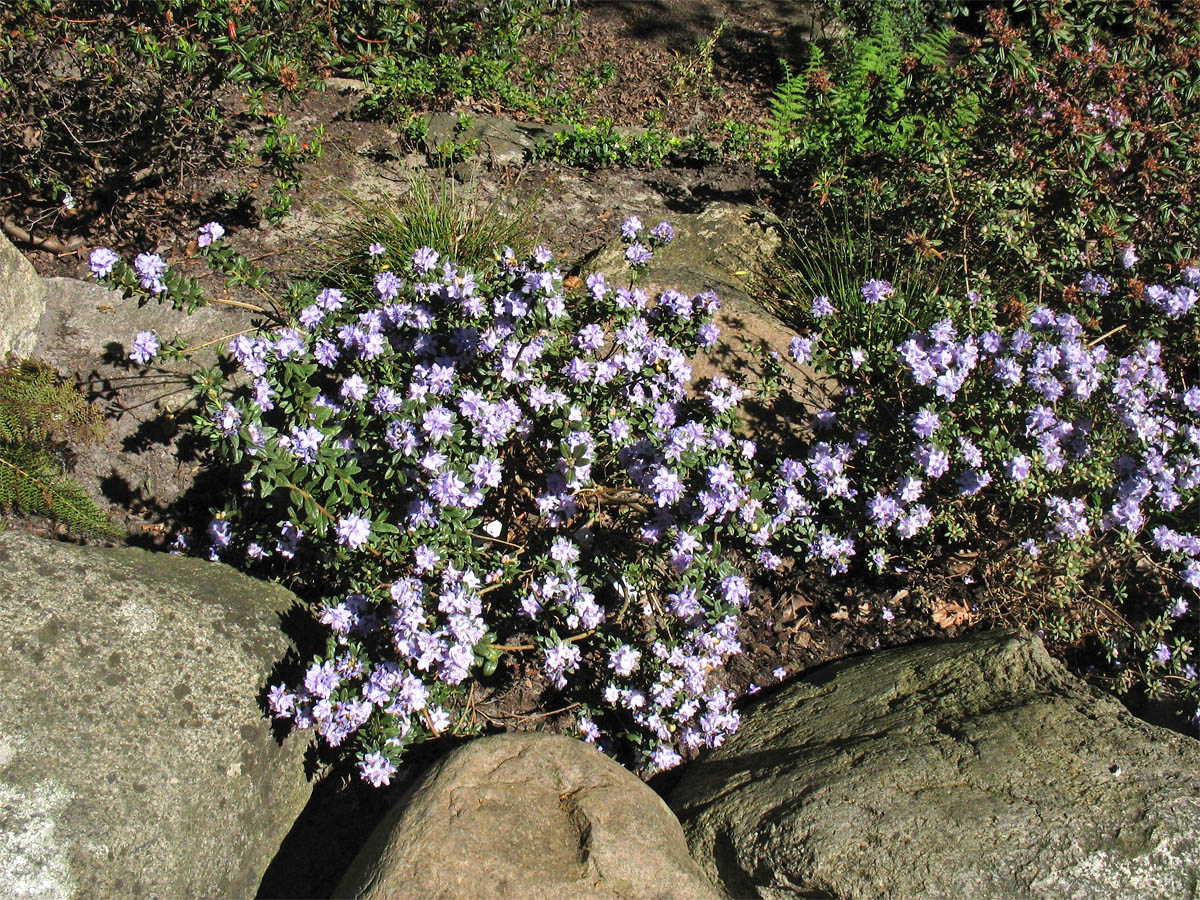 Изображение особи Rhododendron rupicola.