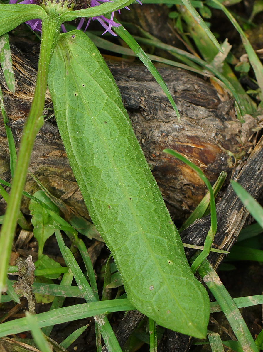 Изображение особи Centaurea phrygia.