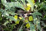 Astragalus atrovinosus. Цветки. Казахстан, Туркестанская обл., хр. Таласский Алатау, плато Таскора, ≈ 1600 м н.у.м. 26 апреля 2020 г.