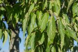 Celtis australis. Верхушка ветви с поражёнными листьями. Краснодарский край, МО город-курорт Сочи, Адлерский р-н, м-н Адлер, междуречье р. Мзымта и р. Псоу, Имеретинская низменность, Орнитологический парк. 9 октября 2019 г.