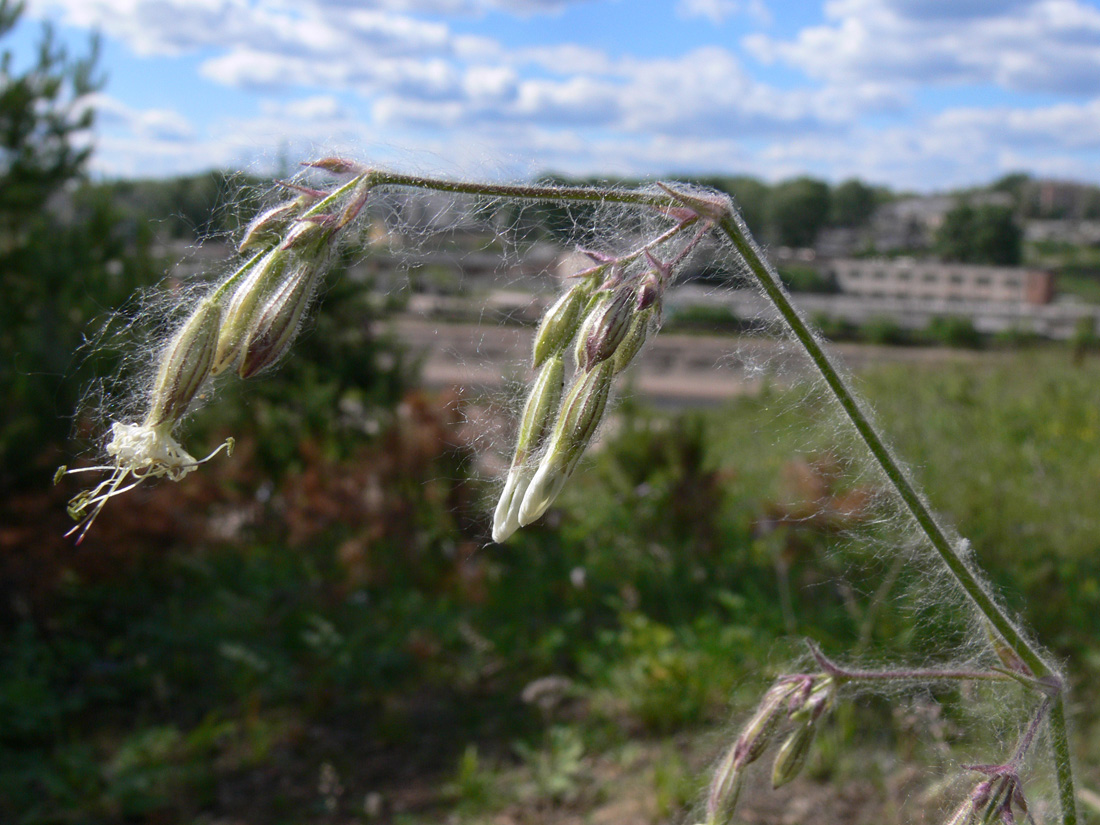 Image of Silene nutans specimen.
