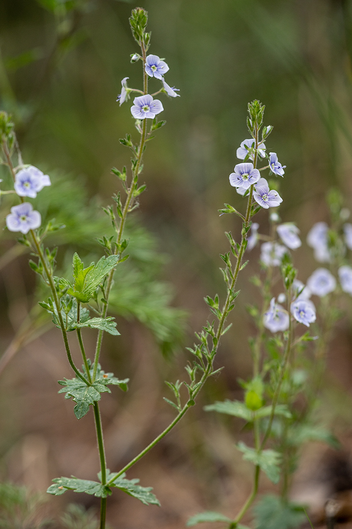 Image of Veronica chamaedrys specimen.