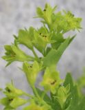 Alchemilla baltica