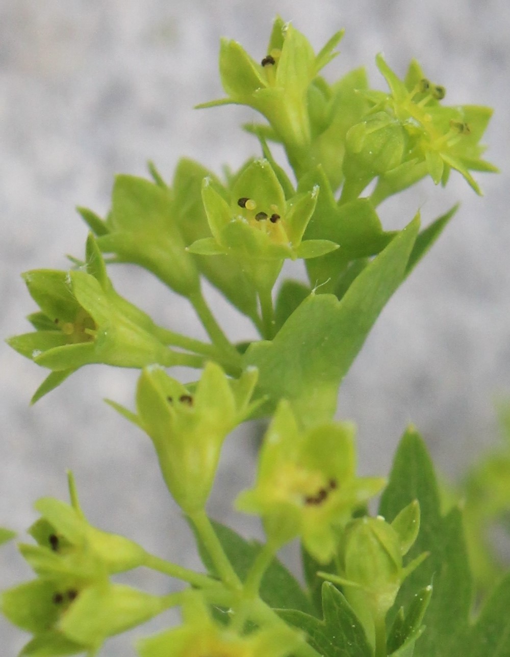 Изображение особи Alchemilla baltica.