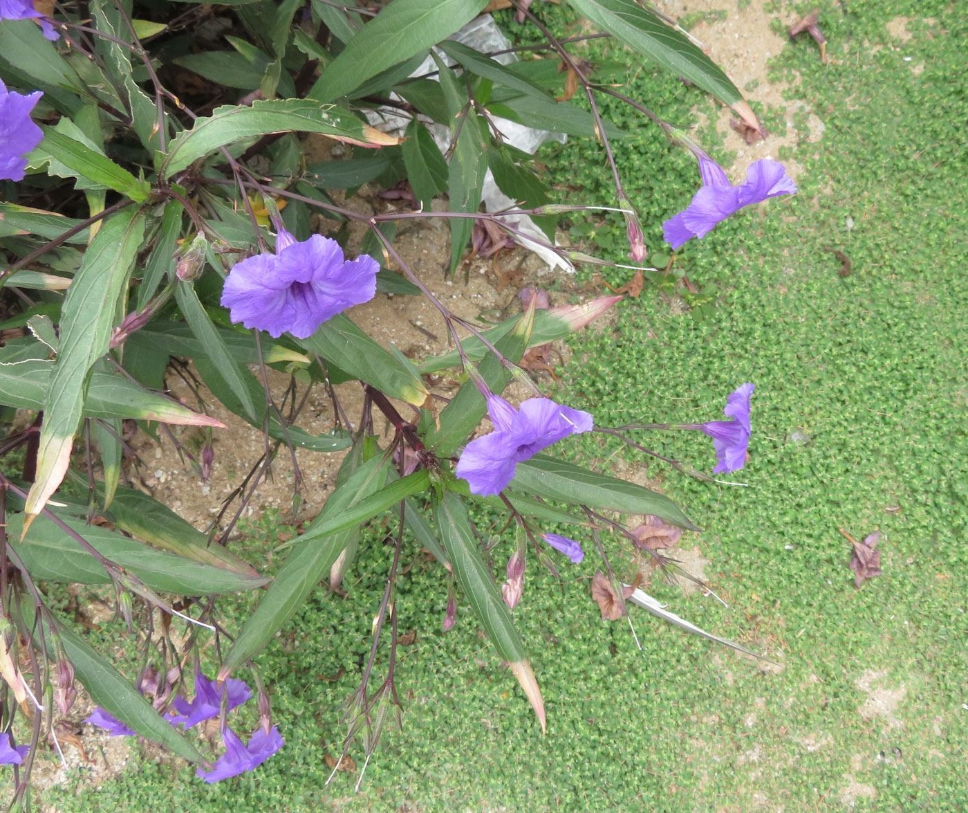 Изображение особи Ruellia simplex.