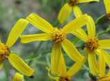 Caucasalia parviflora