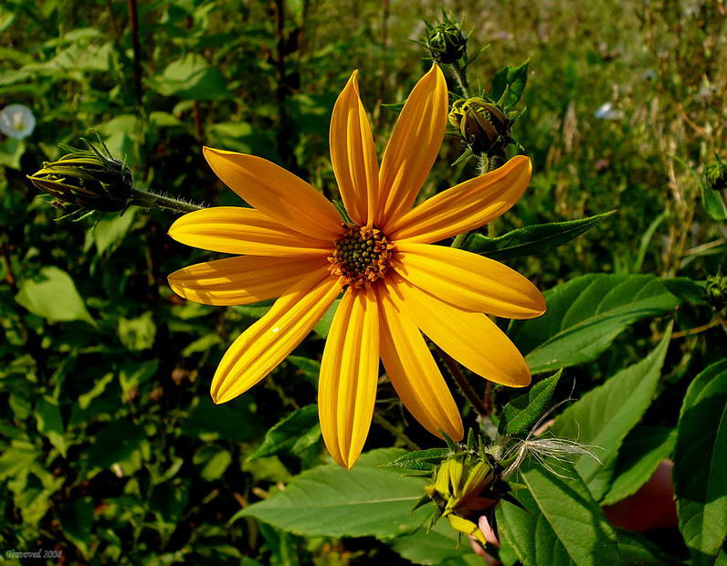 Изображение особи Helianthus tuberosus.