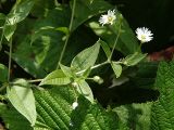 Fimbripetalum radians. Верхушка побега с соцветием. Приморский край, Ольгинский р-н, окр. с. Милоградово. 11.08.2009.