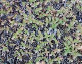 Sedum oppositifolium