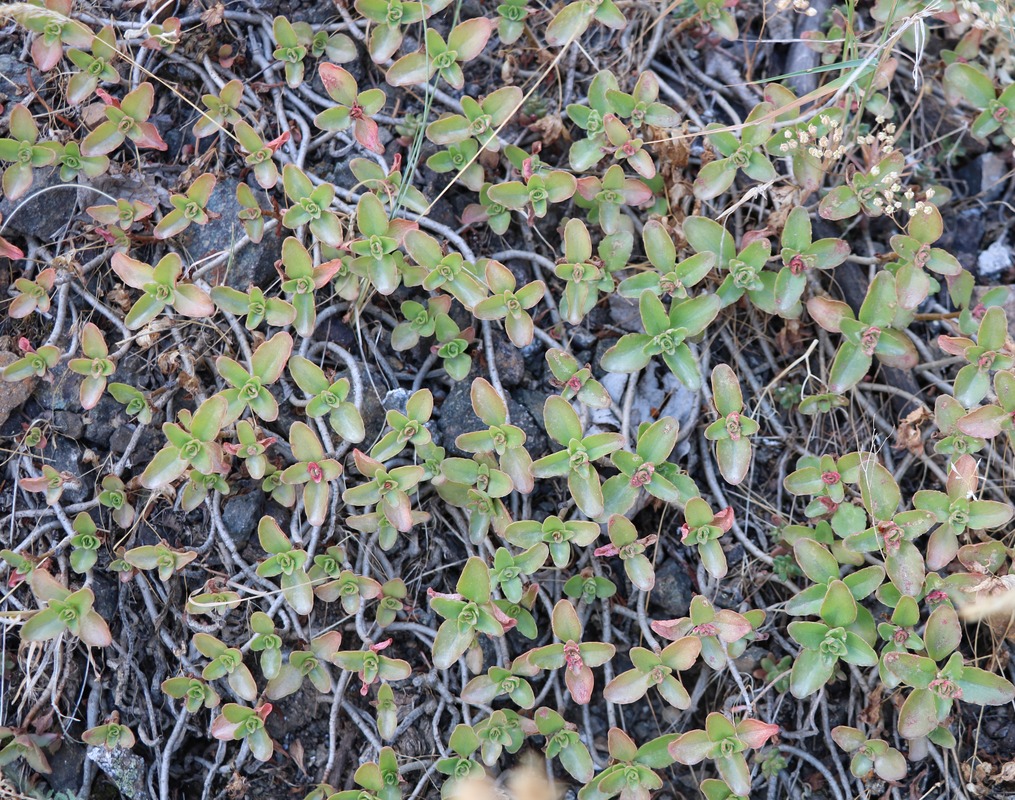 Image of Sedum oppositifolium specimen.