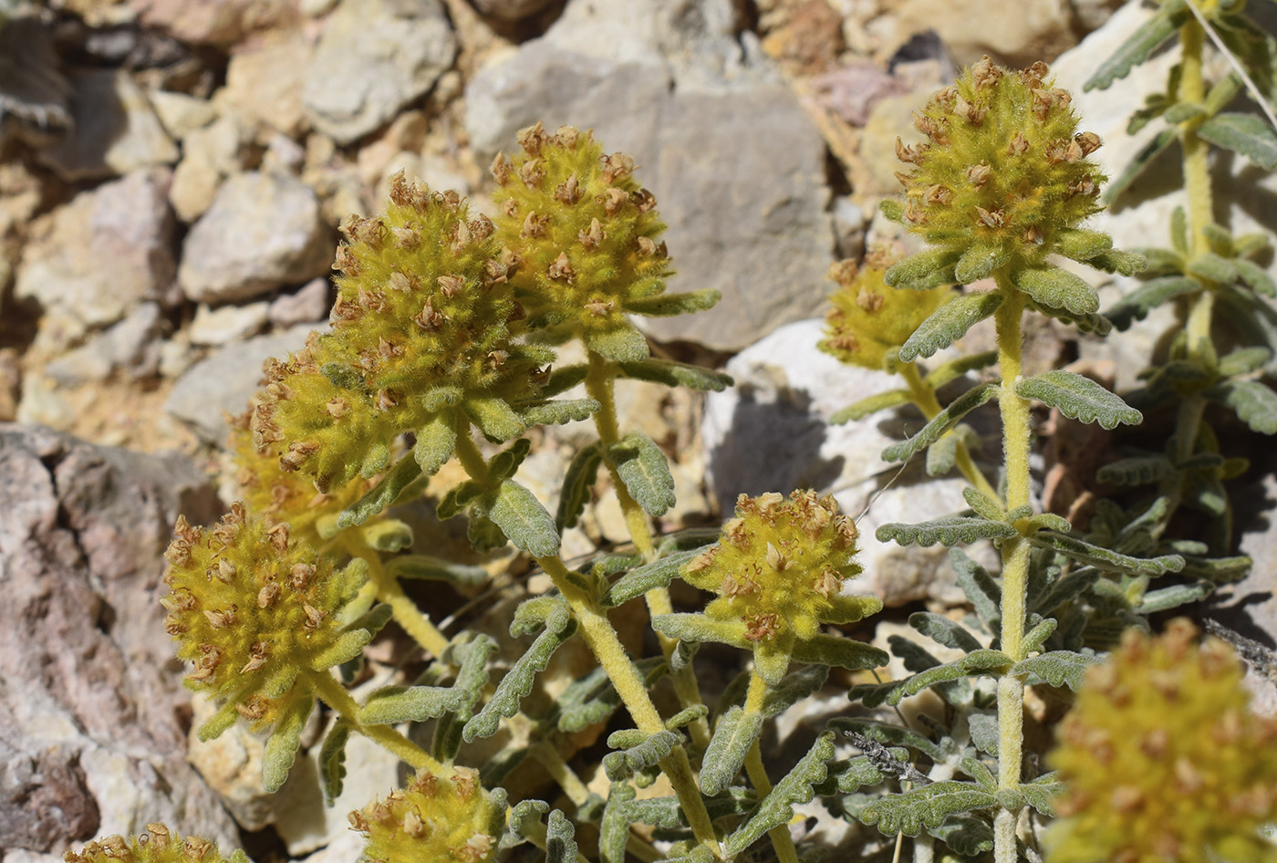 Изображение особи Teucrium aureum.