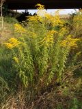 Solidago canadensis. Цветущее растение. Украина, Запорожская обл., Гуляйпольский р-н, г. Гуляйполе, берег р. Гайчур, луговая степь, возле моста. 21.08.2020.