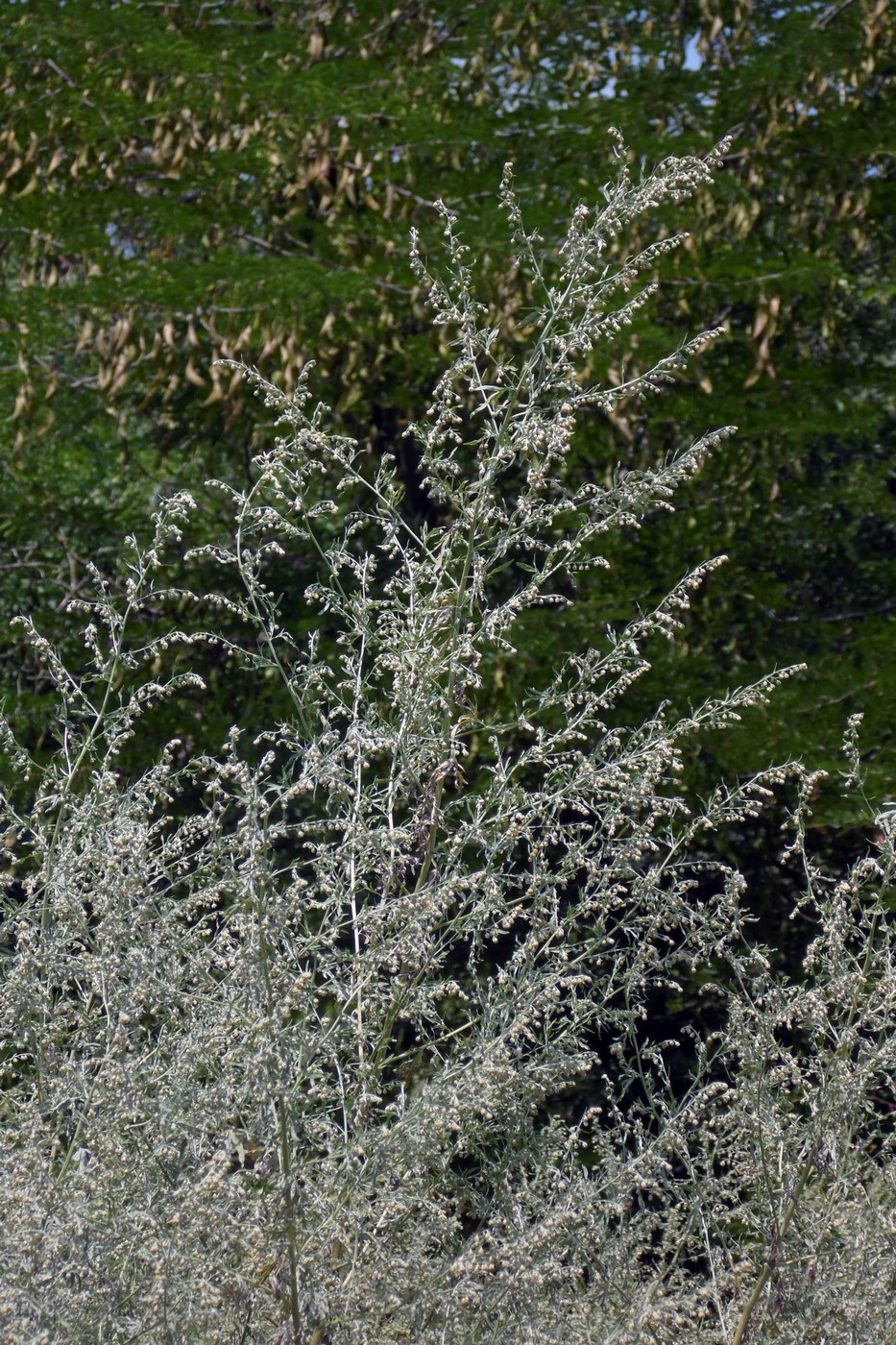 Image of Artemisia absinthium specimen.