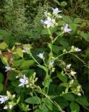 Gadellia lactiflora