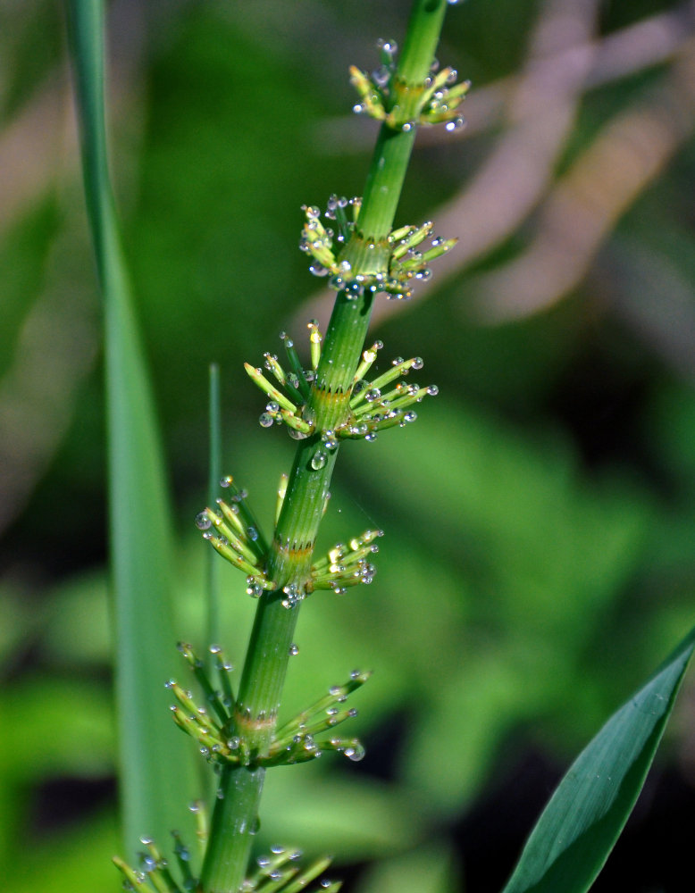 Image of Equisetum fluviatile specimen.