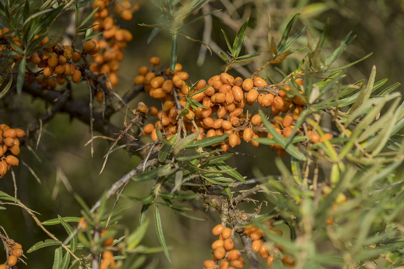 Image of Hippophae rhamnoides specimen.