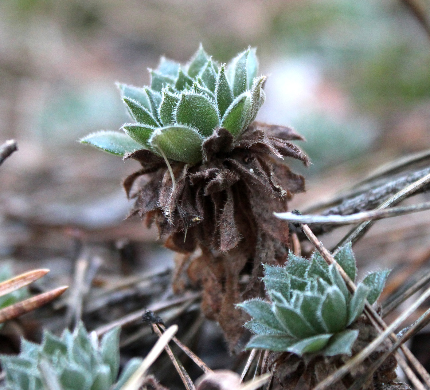 Изображение особи Sempervivum ruthenicum.