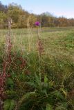 Cirsium heterophyllum. Цветущее растение. Мурманская обл., Кольский р-н, долина р. Титовка ниже автодороги А138 Мурманск — Печенга, ур. Мельничные водопады, терраса, разнотравно-щучковый луг. 23.09.2020.