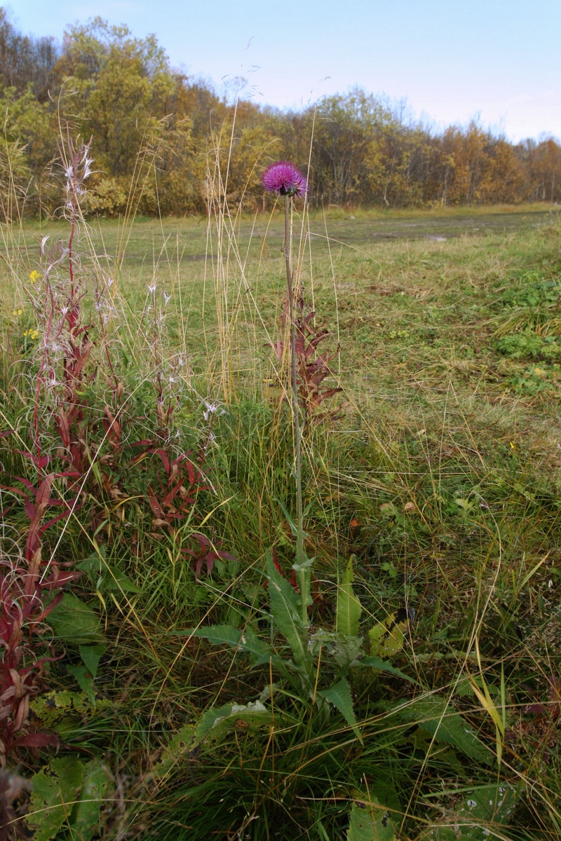 Image of Cirsium heterophyllum specimen.