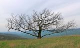 род Quercus. Вегетирующее растение. Краснодарский край, м/о г. Геленджик, окр. с. Адербиевка, отрог горы Чубатая, злаково-разнотравный луг. 18.04.2018.