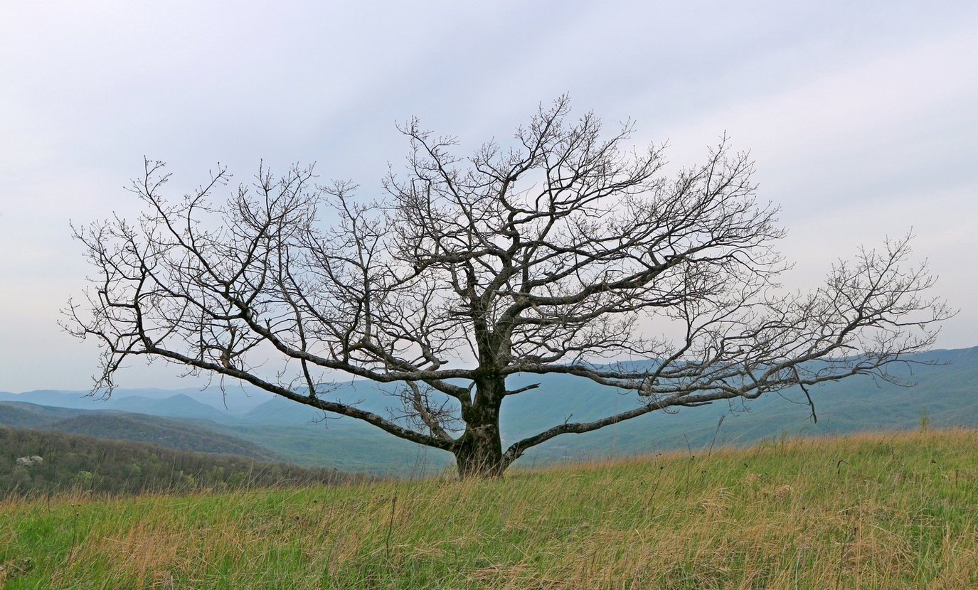 Изображение особи род Quercus.