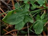 Rumex acetosella