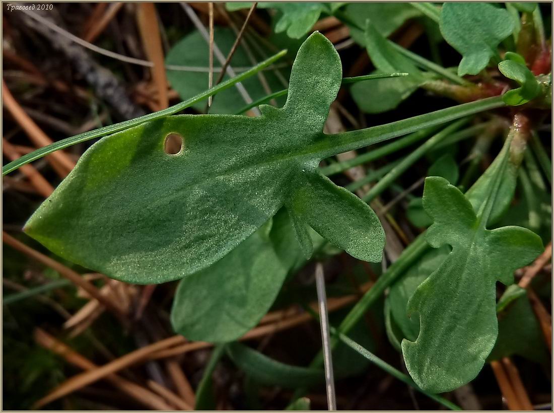 Изображение особи Rumex acetosella.