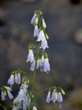 Adenophora liliifolia