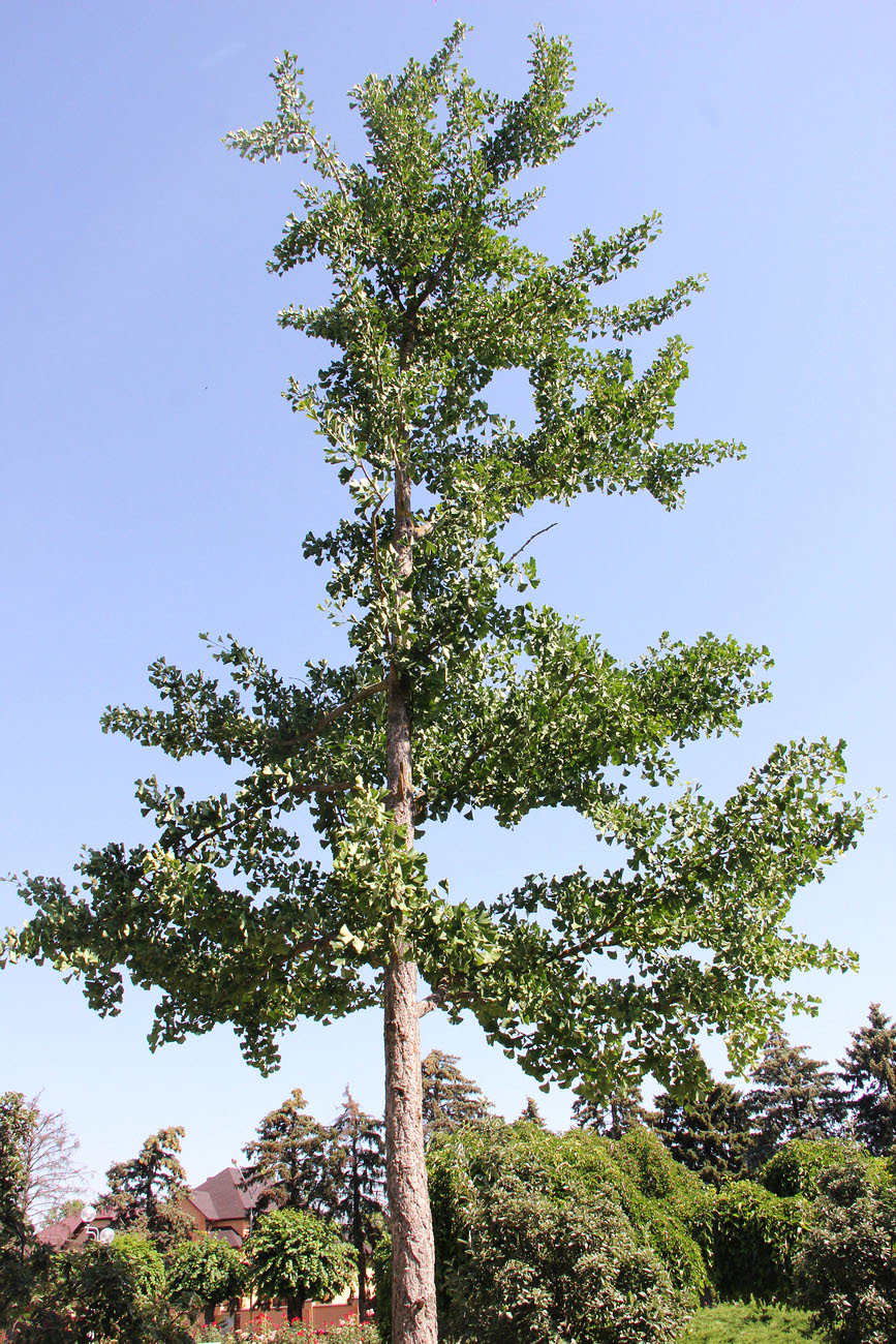 Image of Ginkgo biloba specimen.