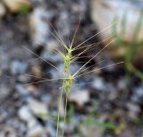 Aegilops biuncialis