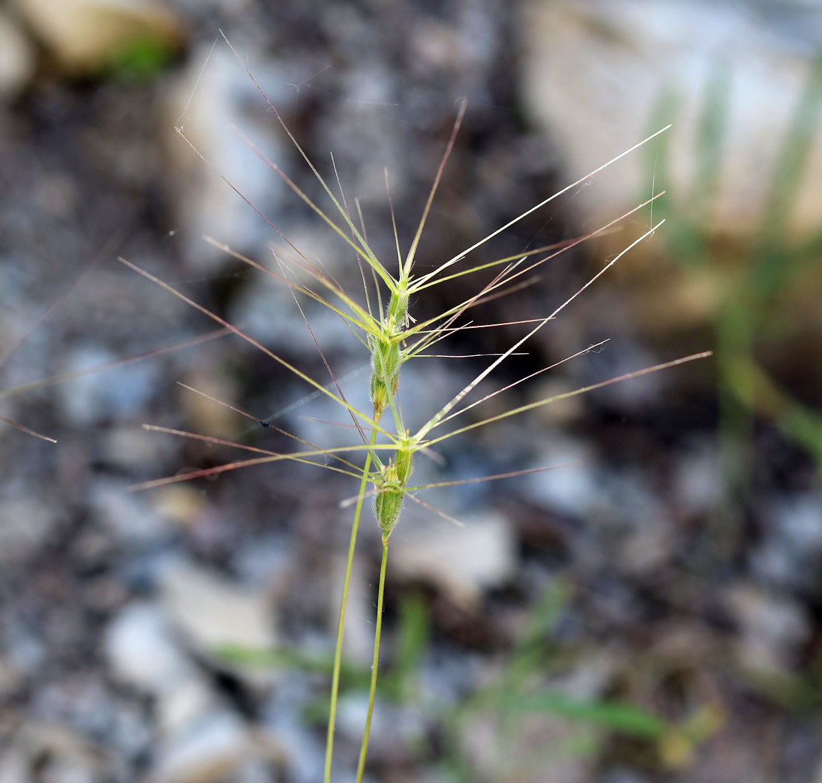 Изображение особи Aegilops biuncialis.