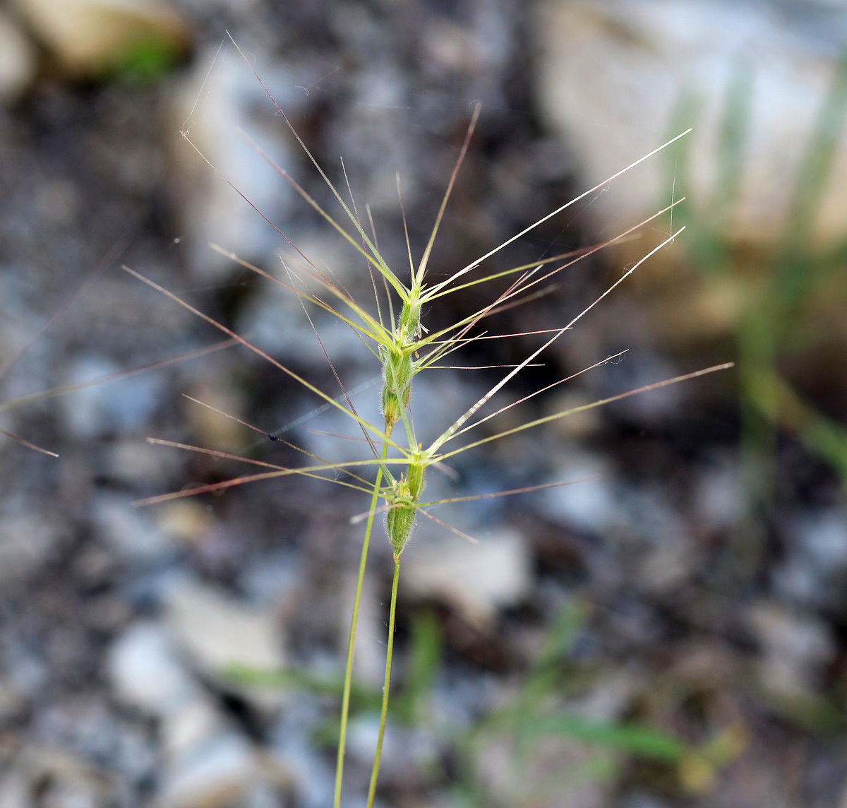 Image of Aegilops biuncialis specimen.