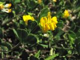 Lotus ornithopodioides. Цветки и листья. Греция, о. Родос, г. Родос, Родосская крепость (Дворец великих магистров), у края пешеходной дорожки. 8 мая 2011 г.