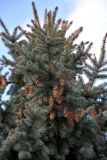 Picea форма glauca