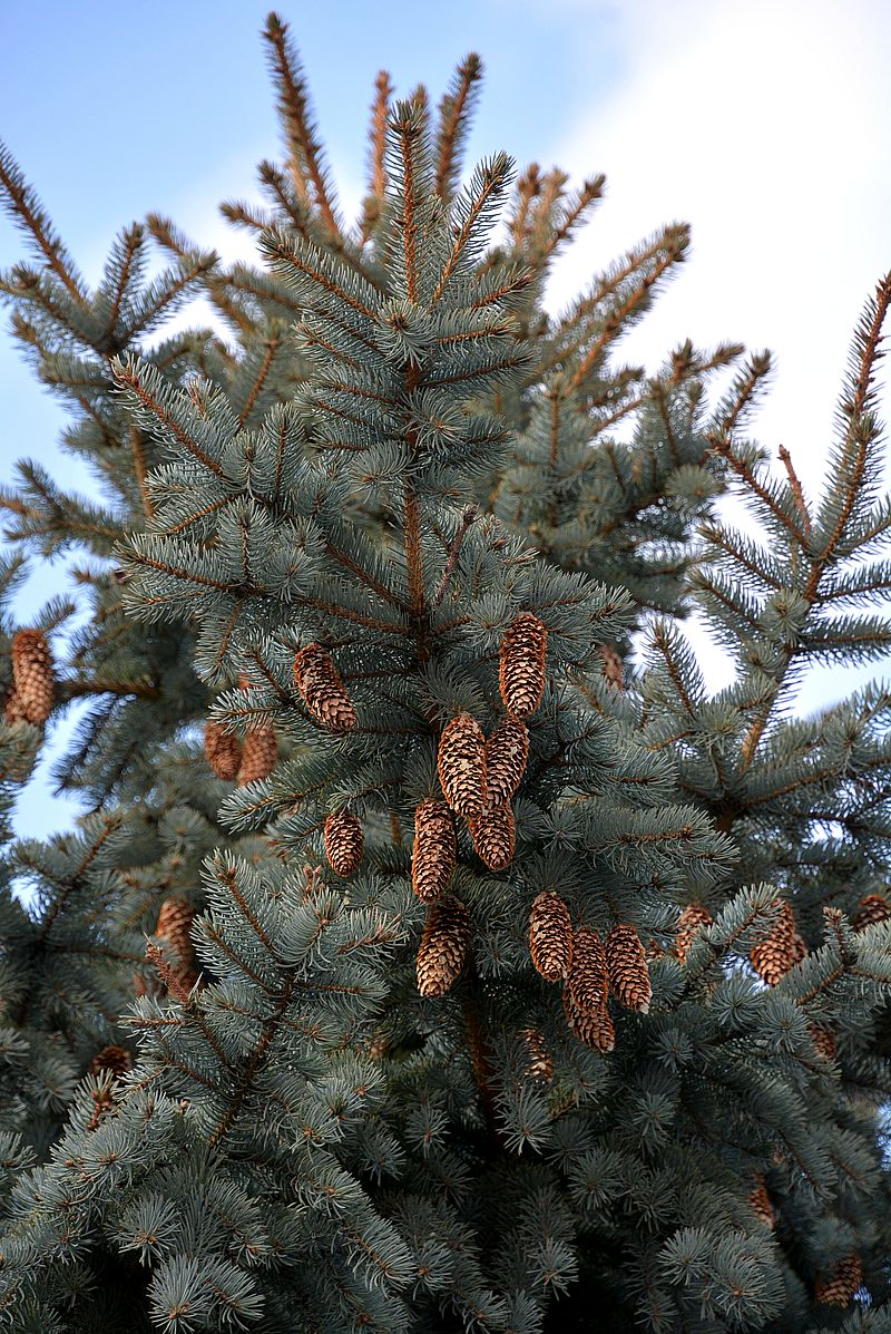 Image of Picea pungens f. glauca specimen.