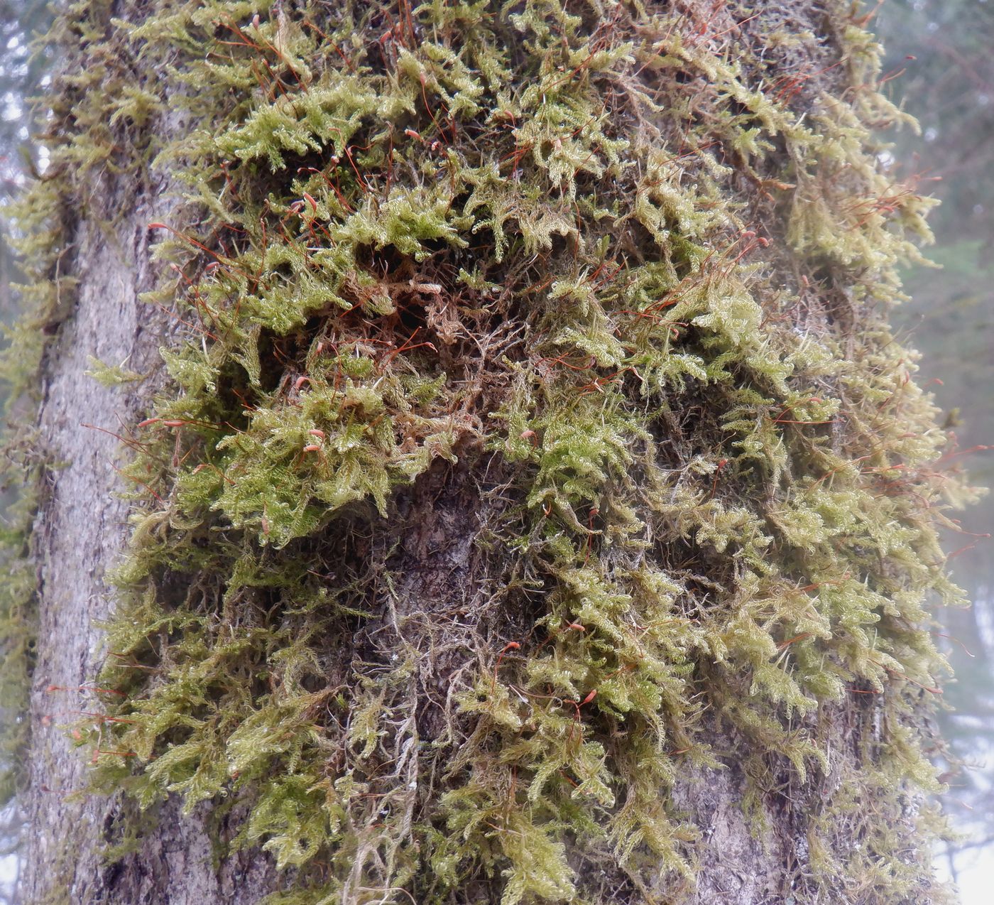 Image of Sanionia uncinata specimen.
