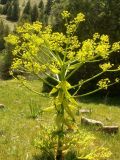 Ferula kuhistanica